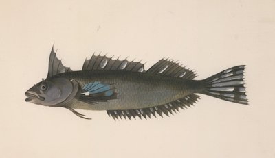 Ein Fisch aus Neuseeland von Johann Georg Adam Forster